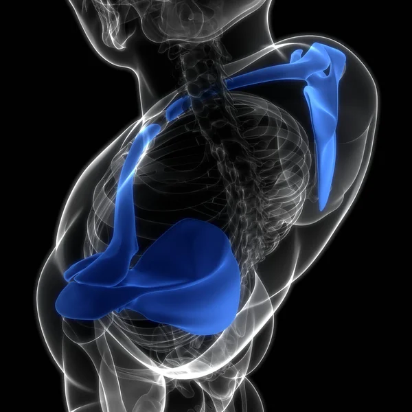 Sistema Esquelético Humano Anatomía Las Articulaciones Óseas Faja Pectoral — Foto de Stock