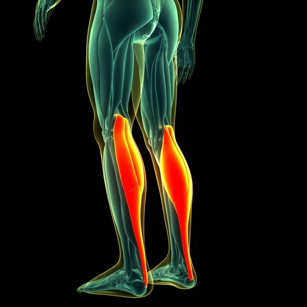 Sistema Muscular Humano Piernas Músculos Gastrocnemio Músculos Anatomía —  Fotos de Stock