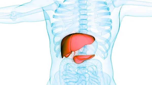 Foie Organe Digestif Interne Humain Avec Pancréas Anatomie Vésicule Biliaire — Photo