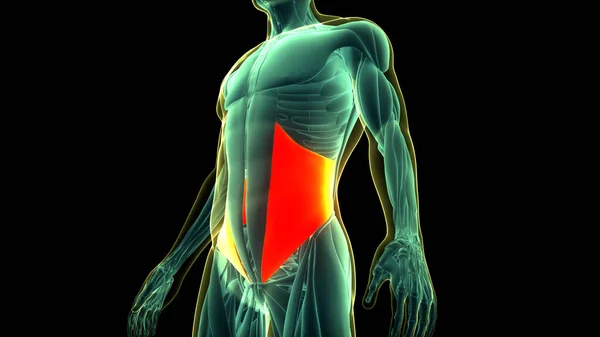 Человеческая Мышечная Система Туловища Мышцы Внутренней Oblique Мышц Анатомии — стоковое фото