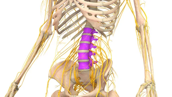 Ryggmärgsbråck Ryggmärgsbråck Människans Skelettsystem Anatomi Tredimensionell — Stockfoto