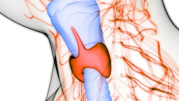 Människokroppen Körtlar Sköldkörteln Anatomi Tredimensionell — Stockfoto