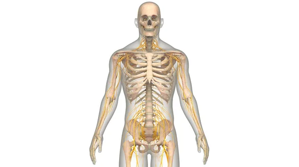 Lidská Kostra Kostní Klouby Anatomie — Stock fotografie