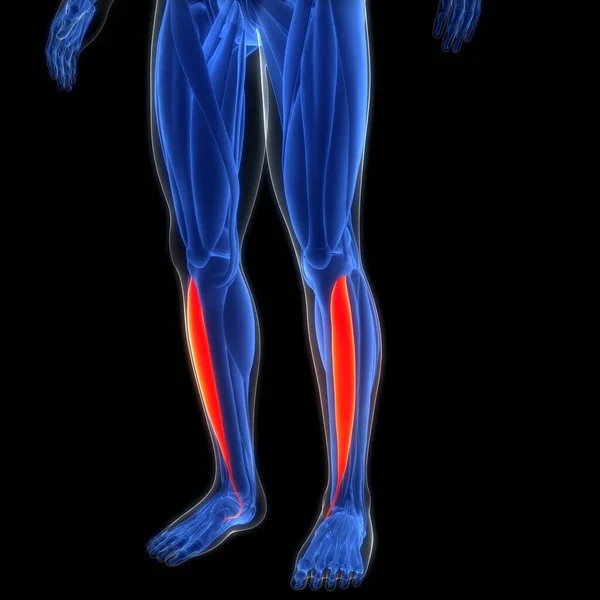 人間の筋肉システムは筋肉ティビアリスアナトミーを筋肉にします 3Dについて — ストック写真