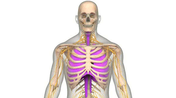인간의 Human Respiratory System Lungs Anatomy — 스톡 사진