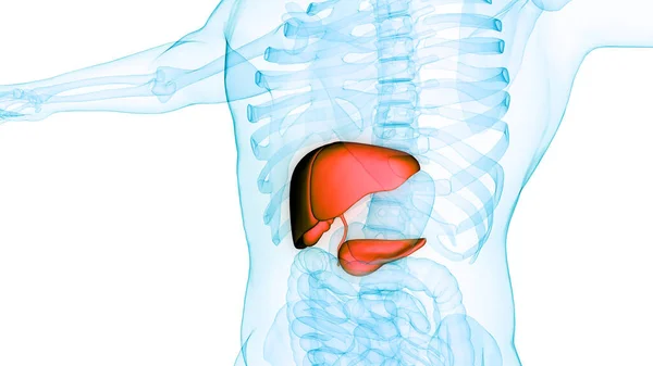 膵臓および胆嚢解剖を有する人間の内部消化器官肝臓 3Dについて — ストック写真