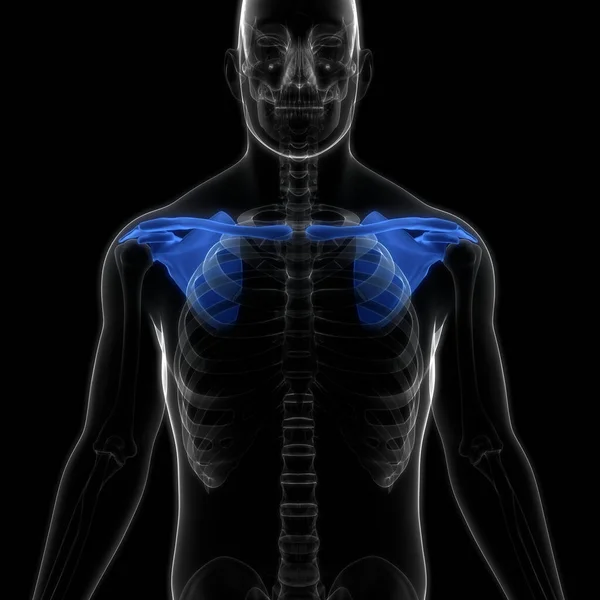 Людська Скелетна Система Pectoral Sulder Гірські Кістки Суглоби Анатомія Тривимірний — стокове фото