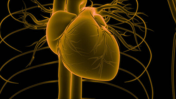 Human Circulatory System Heart Anatomy. 3D