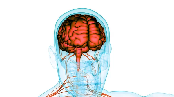 Nsan Merkezi Sinir Sistemi Beyin Anatomisi — Stok fotoğraf