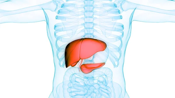 Fígado Órgão Digestivo Interno Humano Com Pâncreas Anatomia Vesícula Biliar — Fotografia de Stock