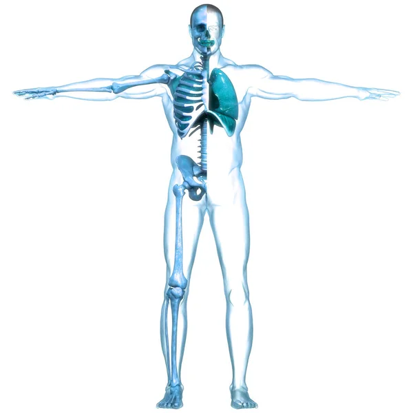 Diyafram Anatomisi Olan Insan Solunum Sistemi Akciğerleri Boyut — Stok fotoğraf