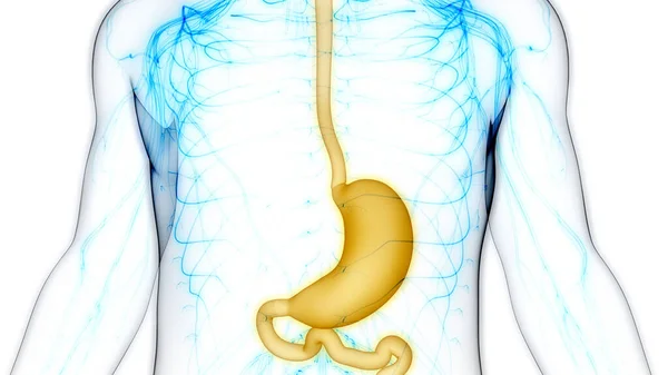 Anatomie Žaludku Lidského Trávicího Ústrojí — Stock fotografie