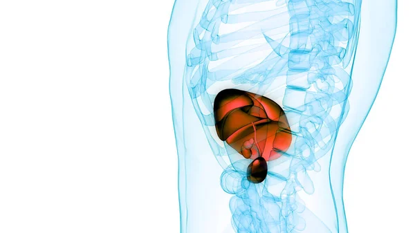 Pankreas Safra Kesesi Anatomisi Olan Insan Sindirim Organı Karaciğeri Boyut — Stok fotoğraf