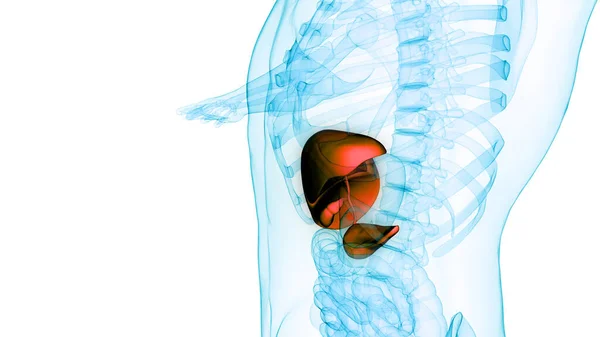 Внутрішня Трав Яна Печінка Людини Підшлунковою Залозою Анатомією Жовчного Міхура — стокове фото