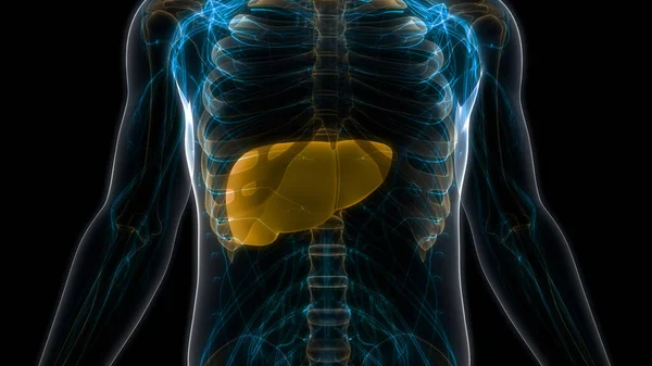 Людська Внутрішня Гігієнічна Анатомія Печінки Органів — стокове фото