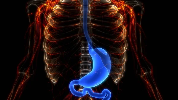 Anatomia Estômago Sistema Digestivo Humano — Fotografia de Stock
