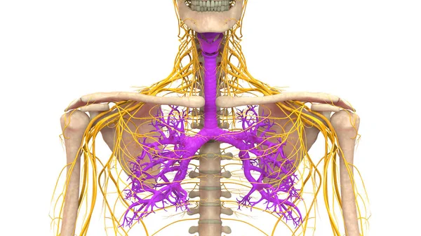 Sistem Pernapasan Manusia Anatomi Paru Paru — Stok Foto