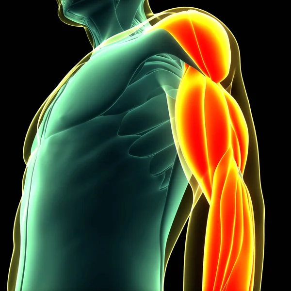 人間の筋肉システム 手の筋肉解剖学 3Dについて — ストック写真