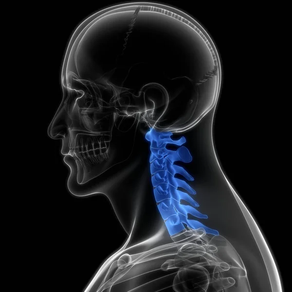 脊髄解剖学 子宮頸椎 イラスト — ストック写真