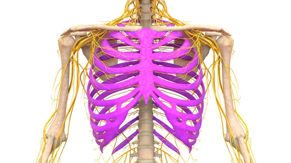 Sistema Esqueleto Humano Costela Gaiola Osso Articula Anatomia — Fotografia de Stock