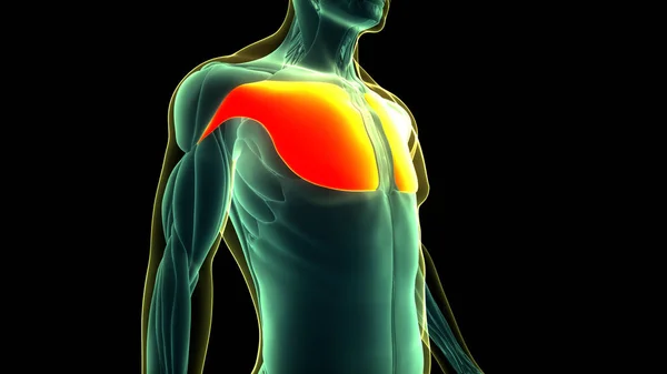 Ludzki Układ Mięśniowy Mięśnie Tułowia Anatomia Mięśni Piersiowych — Zdjęcie stockowe