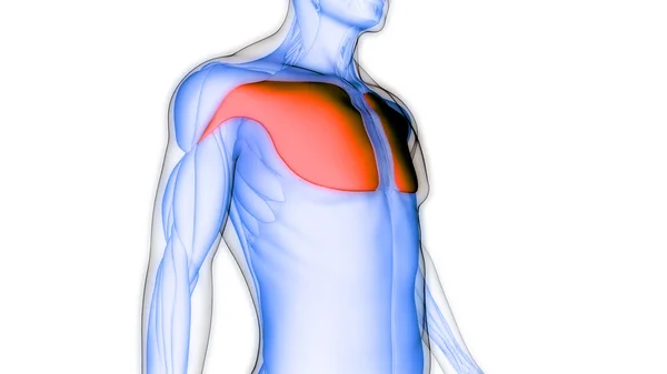 Menschliches Muskelsystem Torso Muskeln Brustmuskeln Anatomie — Stockfoto