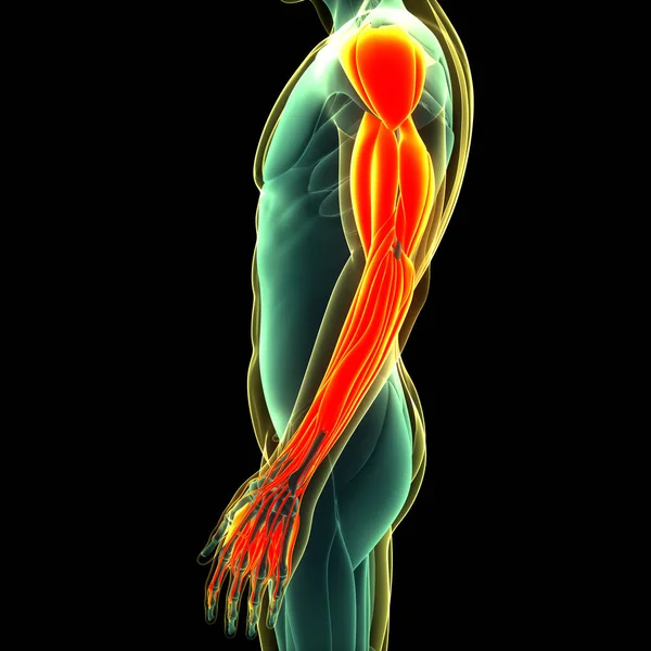 Mänskliga Muskulära Systemet Handmuskler Anatomi Tredimensionell — Stockfoto