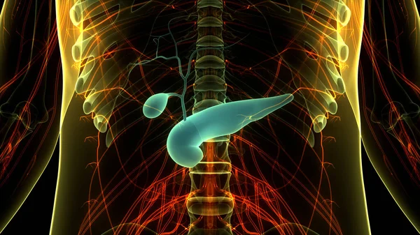 Organi Interni Umani Pancreas Con Anatomia Della Cistifellea — Foto Stock