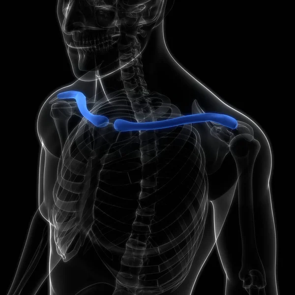 Ludzki System Szkieletowy Kości Obojczykowe Anatomia — Zdjęcie stockowe