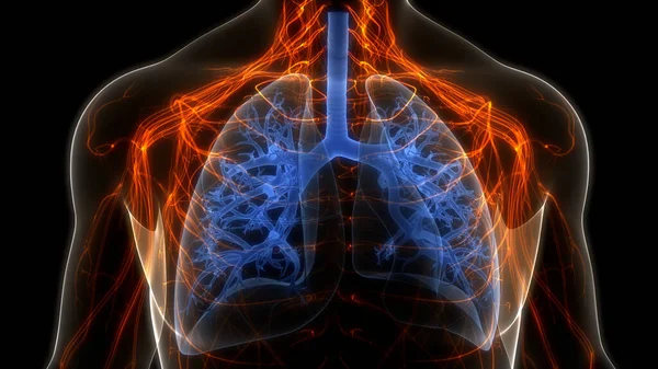 Sistema Respiratorio Humano Almuerzo Anatomía — Foto de Stock