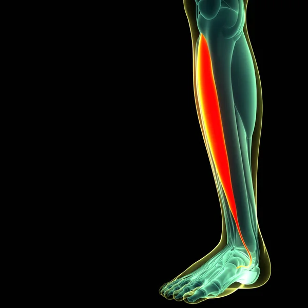 Lidský Svalový Systém Nohy Svaly Fibularis Longus Svaly Anatomie — Stock fotografie