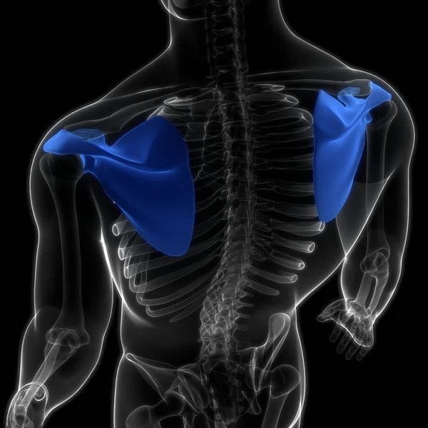 Sistema Esqueleto Humano Pectoral Ombro Cinta Osso Articulações Anatomia — Fotografia de Stock
