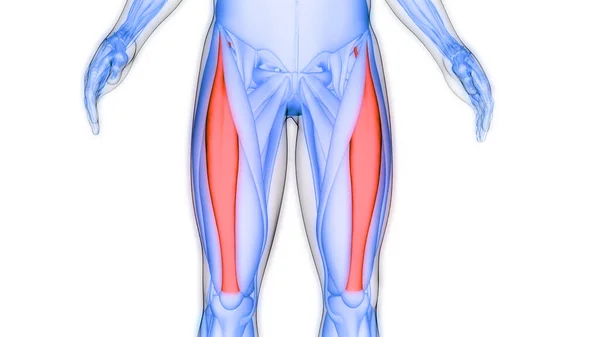 Human Muscular System Leg Muscles Rectus Femoris Muscles Anatomy — Stock Photo, Image