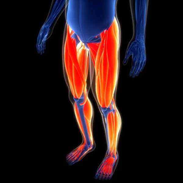 人間の筋肉システム 脚筋肉解剖学 3Dについて — ストック写真