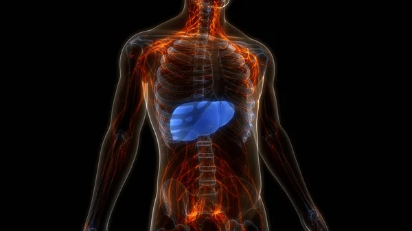 Organo Digestivo Interno Umano Anatomia Epatica — Foto Stock
