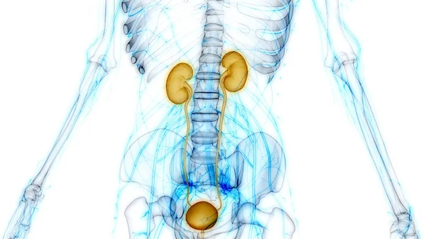 Drar Torbası Anatomisi Olan Insan Böbrekleri Boyut — Stok fotoğraf