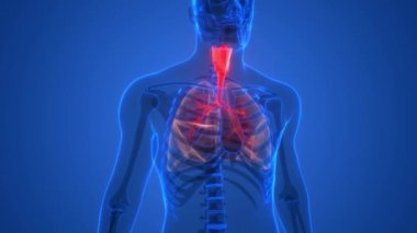 İnsan Solunum Sistemi Anatomi Animasyon Kavramı. Üç Boyut