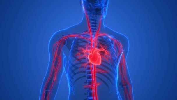 Human Circulatory System Heart Beat Anatomy Animation Concept — Stock video