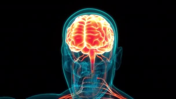 Órgão Central Sistema Nervoso Humano Conceito Animação Anatomia Cérebro — Vídeo de Stock