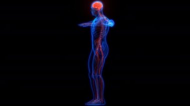 İnsan Dolaşım Sistemi Beyin Anatomisi Animasyon Kavramı. Üç Boyut