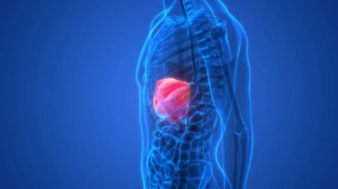 İnsan İç Sindirim Organı Karaciğeri Anatomi Animasyonu. Üç Boyut