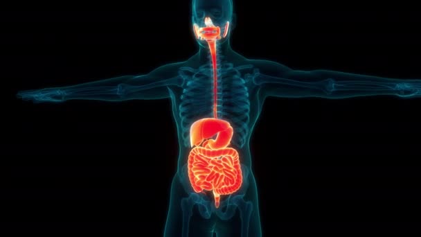 Human Digestive System Anatomy Animation Concept — Stock Video