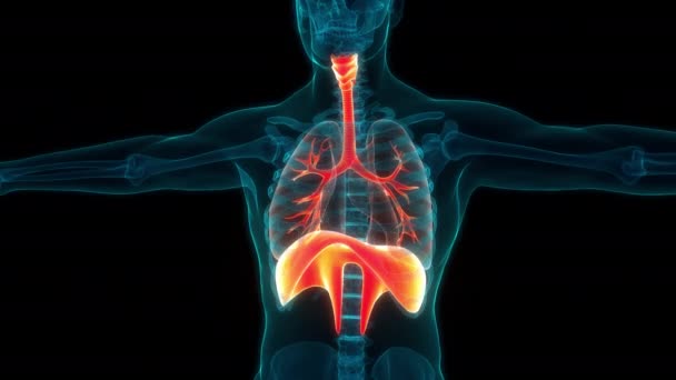 Sistema Respiratório Humano Anatomia Pulmonar Conceito Animação — Vídeo de Stock