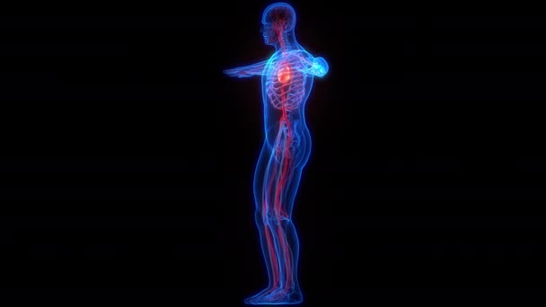 Sistema Circolatorio Umano Cuore Battito Anatomia Concetto Animazione — Video Stock