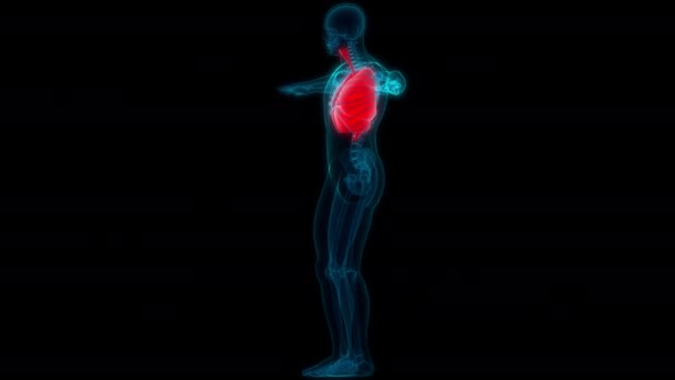 人类呼吸系统隆起解剖动画的概念 — 图库视频影像