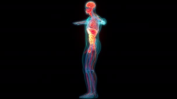 Концепция Анатомии Пищеварительной Системы Человека — стоковое видео
