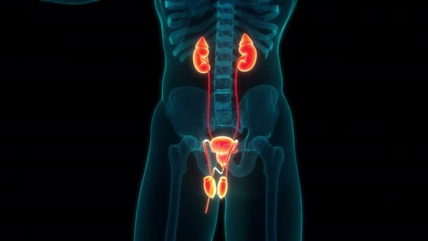 Sistema Urinário Masculino Com Conceito Animação Anatômica Sistema Reprodutivo — Vídeo de Stock