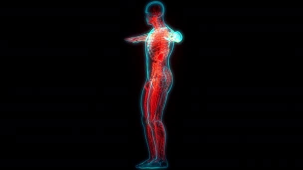Menselijke Interne Systeem Lymfeklieren Anatomie Animatie Concept — Stockvideo