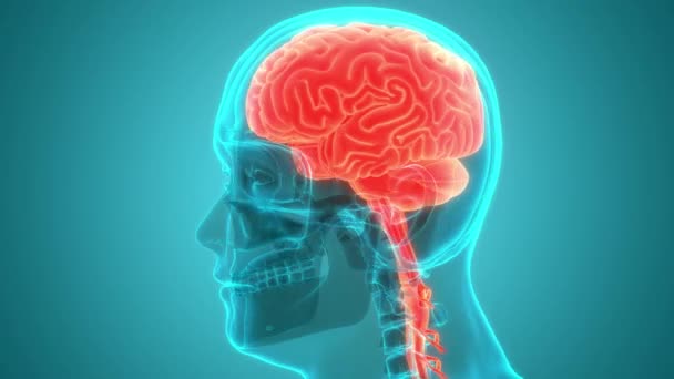 Sistema Circulatório Humano Cérebro Anatomia Animation Concept — Vídeo de Stock
