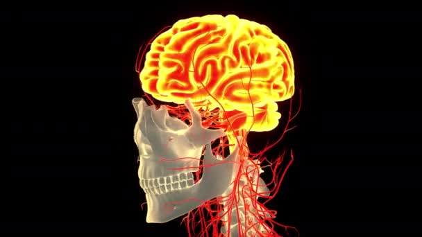 Centralny Organ Ludzkiego Systemu Nerwowego Koncepcja Animacji Mózgu — Wideo stockowe